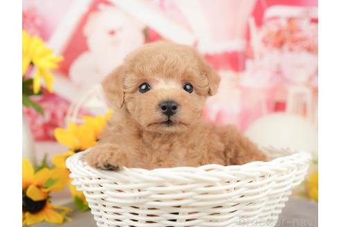 販売中の千葉県のトイプードル-372336の5枚目